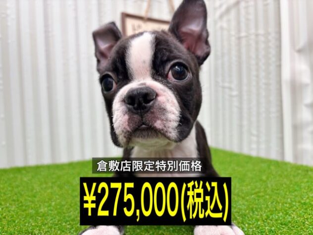 岡山県のボストンテリア (アミーゴ倉敷店/2025年9月23日生まれ/男の子/ボストンカラー)の子犬の1枚目の画像