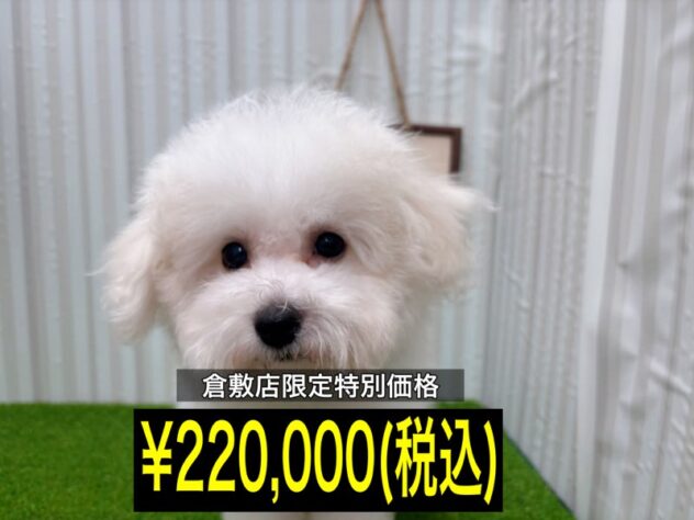 岡山県のビションフリーゼ (アミーゴ倉敷店/2025年8月27日生まれ/男の子/ホワイト)の子犬の1枚目の画像