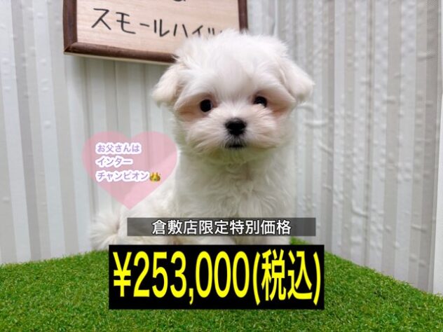 岡山県のマルチーズ (アミーゴ倉敷店/2025年9月27日生まれ/女の子/ホワイト)の子犬の1枚目の画像