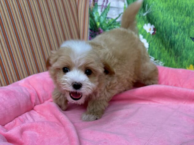 和歌山県のハーフ犬・ミックス犬 (アミーゴ和歌山太田店/2025年10月10日生まれ/女の子/クリーム)の子犬の4枚目の画像