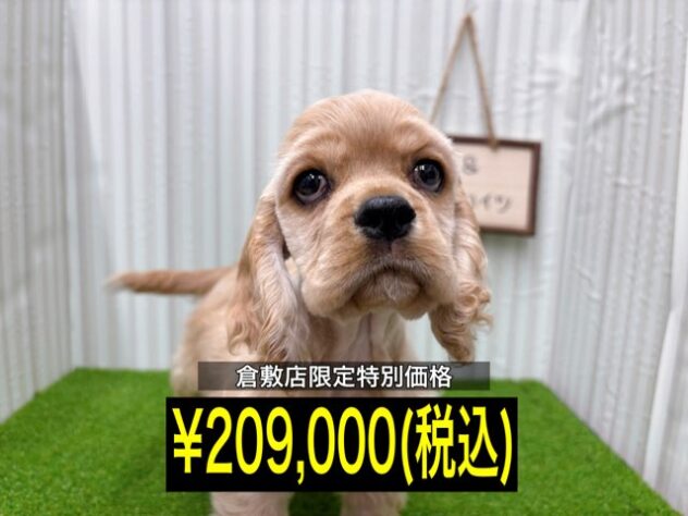 岡山県のアメリカンコッカースパニエル (アミーゴ倉敷店/2025年9月23日生まれ/男の子/バフ)の子犬