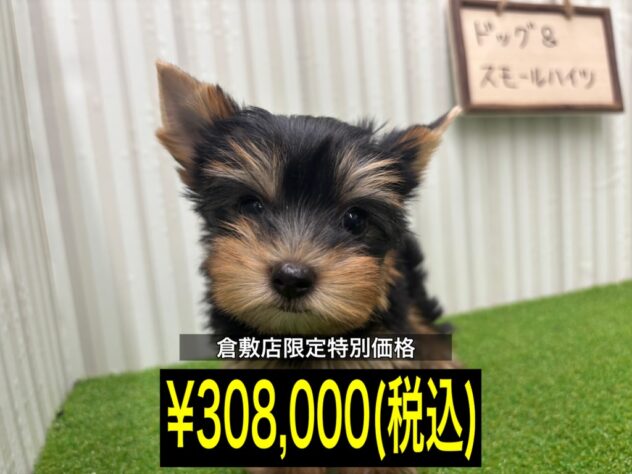 岡山県のヨークシャーテリア (アミーゴ倉敷店/2025年9月13日生まれ/女の子/スチールブルータン)の子犬の1枚目の画像