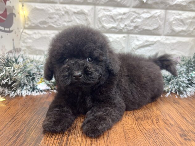 兵庫県のトイプードル(トイ) (ワンキャラット アミーゴ姫路飾磨店/2025年10月28日生まれ/男の子/ブラック)の子犬の4枚目の画像