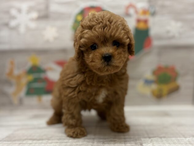 岩手県のハーフ犬・ミックス犬 (アミーゴ一関店/2025年10月15日生まれ/男の子/アプリコット)の子犬