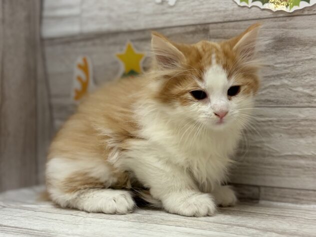 岩手県のノルウェージャンフォレストキャット (アミーゴ一関店/2025年9月14日生まれ/男の子/レッドタビーホワイト)の子猫