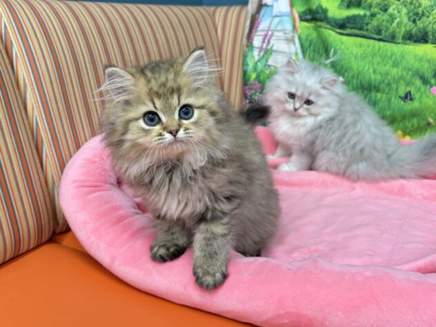 和歌山県のペルシャ (アミーゴ和歌山太田店/2025年10月6日生まれ/女の子/チンチラゴールデン)の子猫の3枚目の画像