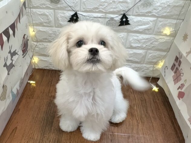 兵庫県のハーフ犬・ミックス犬 (ワンキャラット アミーゴ姫路飾磨店/2025年7月31日生まれ/女の子/ホワイト)の子犬の3枚目の画像