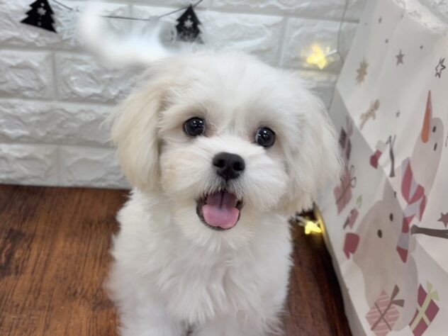 兵庫県のハーフ犬・ミックス犬 (ワンキャラット アミーゴ姫路飾磨店/2025年7月31日生まれ/女の子/ホワイト)の子犬の1枚目の画像