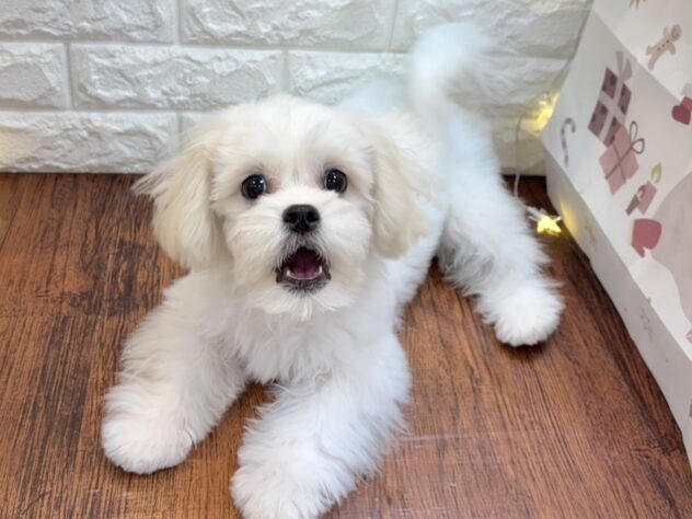 兵庫県のハーフ犬・ミックス犬 (ワンキャラット アミーゴ姫路飾磨店/2025年7月31日生まれ/女の子/ホワイト)の子犬の4枚目の画像