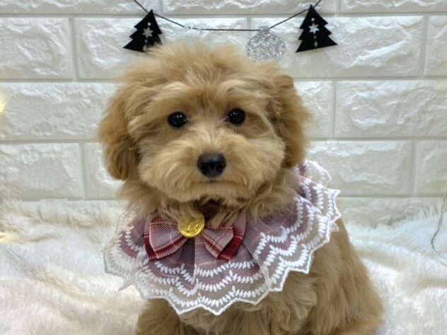 兵庫県のトイプードル(トイ) (ワンキャラット アミーゴ姫路飾磨店/2025年8月27日生まれ/女の子/オレンジフォーン)の子犬の1枚目の画像