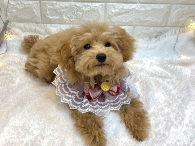 兵庫県のトイプードル(トイ) (ワンキャラット アミーゴ姫路飾磨店/2025年8月27日生まれ/女の子/オレンジフォーン)の子犬の2枚目の画像