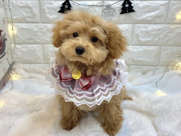 兵庫県のトイプードル(トイ) (ワンキャラット アミーゴ姫路飾磨店/2025年8月27日生まれ/女の子/オレンジフォーン)の子犬の3枚目の画像