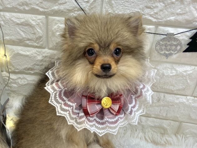 兵庫県のポメラニアン (ワンキャラット アミーゴ姫路飾磨店/2025年8月24日生まれ/女の子/オレンジ)の子犬の1枚目の画像