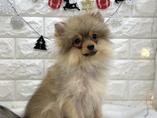 兵庫県のポメラニアン (ワンキャラット アミーゴ姫路飾磨店/2025年8月24日生まれ/女の子/オレンジ)の子犬の3枚目の画像