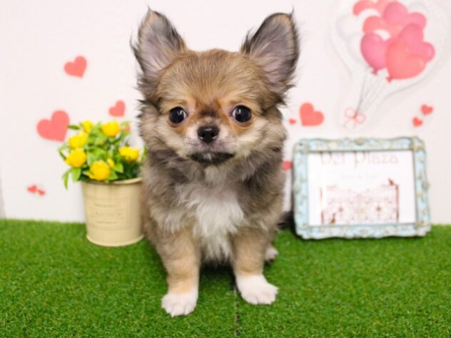 兵庫県のチワワ(ロング) (ペット・プラザ アミーゴ尼崎昭和通店/2025年11月2日生まれ/男の子/フォーンホワイト)の子犬の1枚目の画像