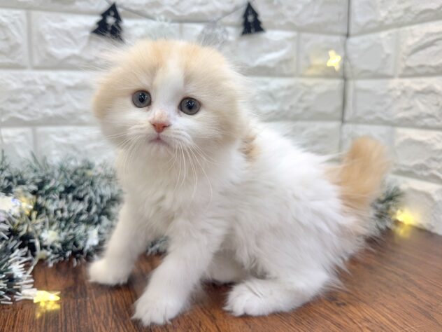 兵庫県のスコティッシュフォールド (ワンキャラット アミーゴ姫路飾磨店/2025年10月29日生まれ/女の子/クリームタビーホワイト)の子猫の2枚目の画像