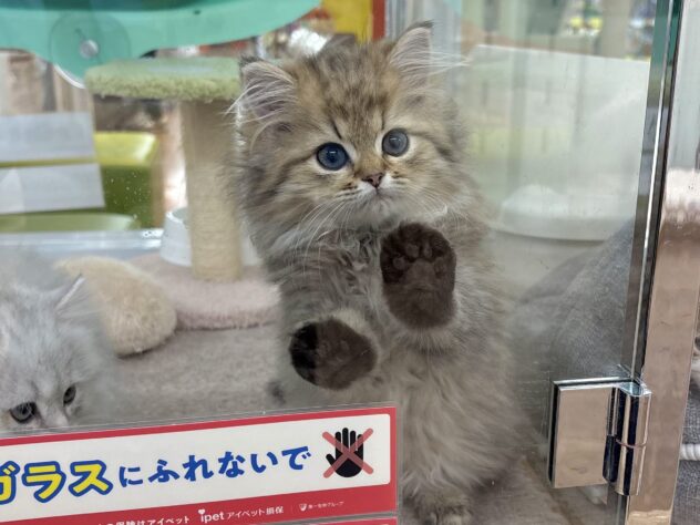 和歌山県のペルシャ (アミーゴ和歌山太田店/2025年10月6日生まれ/女の子/チンチラゴールデン)の子猫の2枚目の画像
