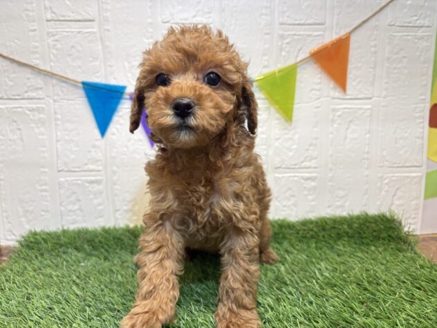 宮城県のトイプードル(トイ) (アミーゴ仙台富沢店/2025年9月19日生まれ/女の子/レッド)の子犬