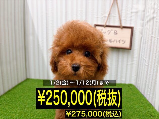 岡山県のトイプードル(トイ) (アミーゴ倉敷店/2025年10月18日生まれ/女の子/レッド)の子犬の1枚目の画像