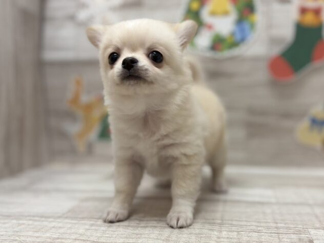 岩手県のチワワ(ロング) (アミーゴ一関店/2025年10月23日生まれ/男の子/クリーム)の子犬