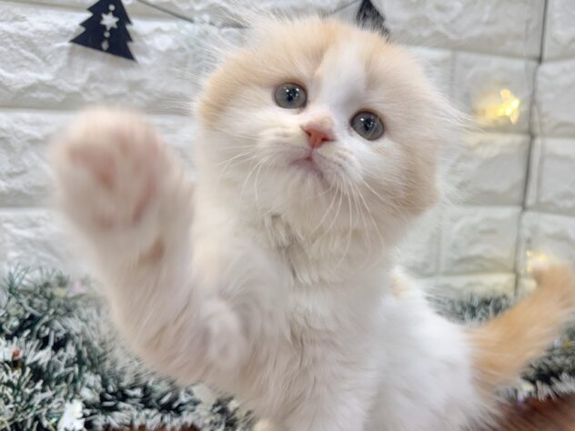 兵庫県のスコティッシュフォールド (ワンキャラット アミーゴ姫路飾磨店/2025年10月29日生まれ/女の子/クリームタビーホワイト)の子猫の1枚目の画像