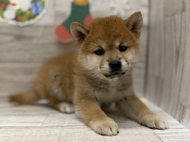 岩手県の柴犬(標準サイズ) (アミーゴ一関店/2025年9月24日生まれ/女の子/赤)の子犬