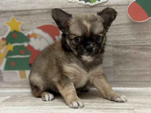 岩手県のチワワ(ロング) (アミーゴ一関店/2025年9月24日生まれ/男の子/フォーンホワイト)の子犬