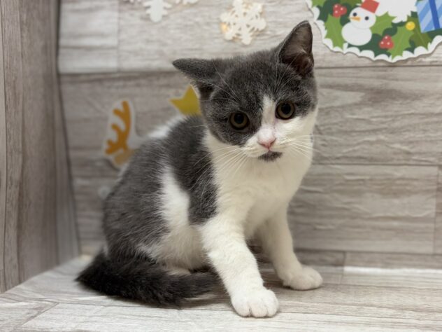 岩手県のブリティッシュショートヘアー (アミーゴ一関店/2025年8月28日生まれ/男の子/ブルーホワイト)の子猫