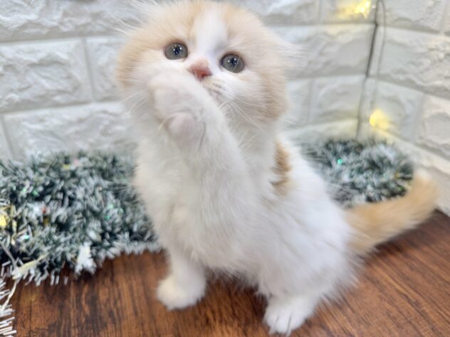 兵庫県のスコティッシュフォールド (ワンキャラット アミーゴ姫路飾磨店/2025年10月29日生まれ/女の子/クリームタビーホワイト)の子猫の3枚目の画像