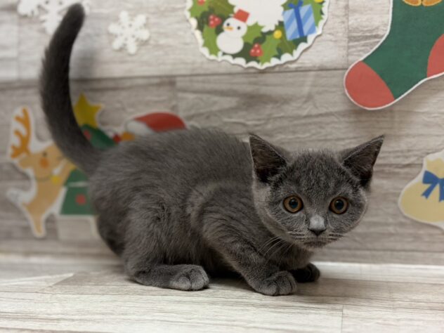 岩手県のブリティッシュショートヘアー (アミーゴ一関店/2025年8月28日生まれ/女の子/ブルー)の子猫