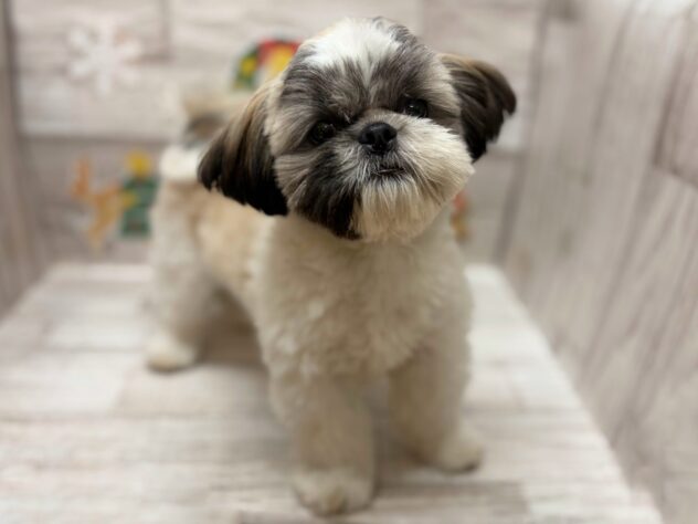 岩手県のシーズー (アミーゴ一関店/2025年7月2日生まれ/男の子/ホワイトゴールド)の子犬