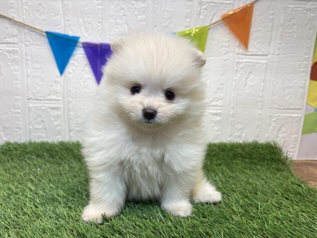 宮城県のポメラニアン (アミーゴ仙台富沢店/2025年9月22日生まれ/男の子/クリーム)の子犬