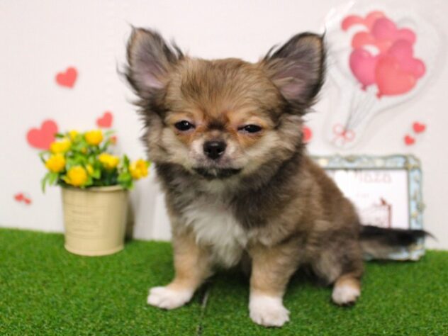 兵庫県のチワワ(ロング) (ペット・プラザ アミーゴ尼崎昭和通店/2025年11月2日生まれ/男の子/フォーンホワイト)の子犬の2枚目の画像