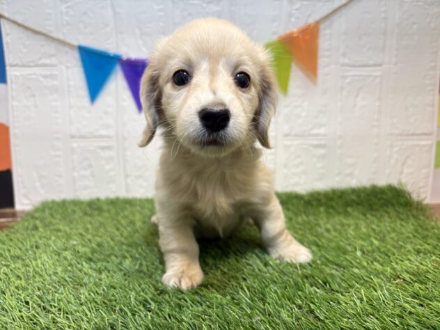 宮城県のミニチュアダックスフンド(ロング) (アミーゴ仙台富沢店/2025年9月21日生まれ/女の子/イエロー)の子犬