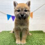 宮城県の柴犬(標準サイズ) (アミーゴ仙台富沢店/2025年9月29日生まれ/男の子/赤)の子犬