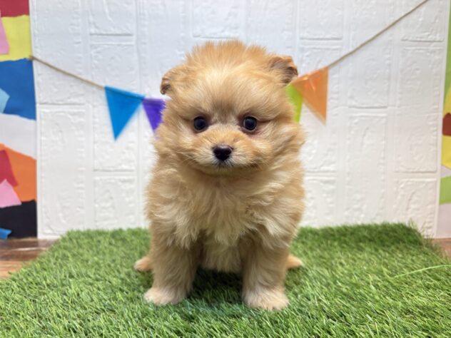 宮城県のハーフ犬・ミックス犬 (アミーゴ仙台富沢店/2025年9月29日生まれ/男の子/アプリコット)の子犬
