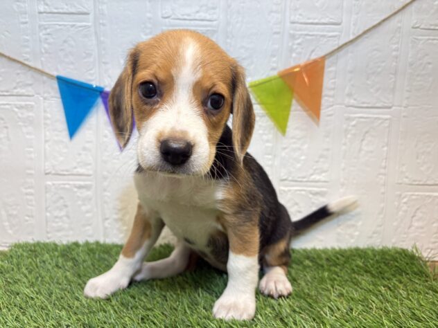 宮城県のビーグル (アミーゴ仙台富沢店/2025年9月29日生まれ/女の子/ブラックタンホワイト)の子犬