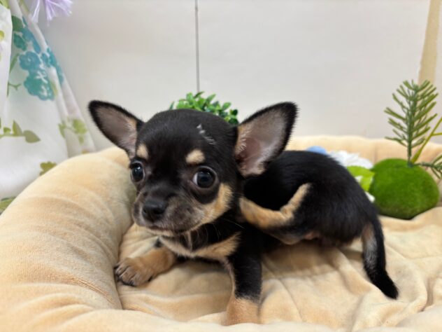 栃木県のチワワ(ロング) (アミーゴ宇都宮簗瀬店/2025年9月20日生まれ/女の子/ブラックタン)の子犬