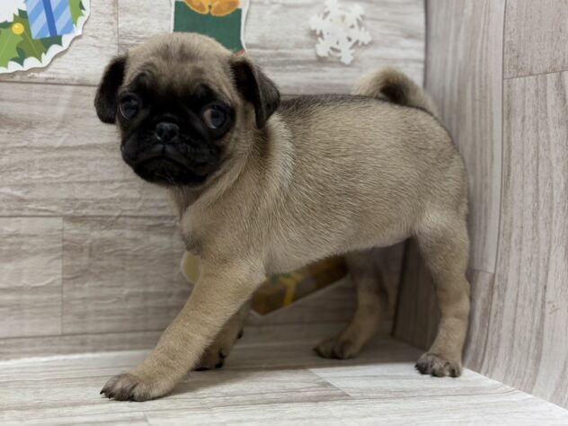 岩手県のパグ (アミーゴ一関店/2025年10月8日生まれ/女の子/フォーン)の子犬