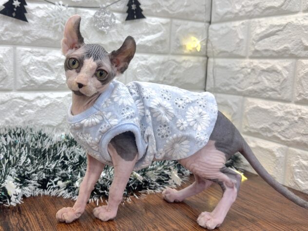 兵庫県のスフィンクス (ワンキャラット アミーゴ姫路飾磨店/2025年9月20日生まれ/女の子/ブラックホワイト)の子猫の4枚目の画像