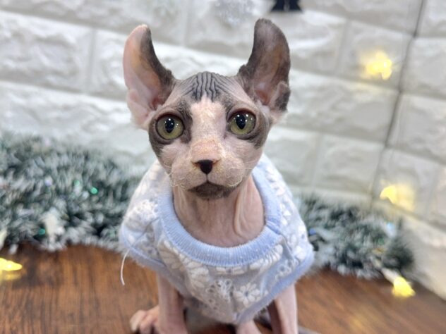 兵庫県のスフィンクス (ワンキャラット アミーゴ姫路飾磨店/2025年9月20日生まれ/女の子/ブラックホワイト)の子猫の1枚目の画像