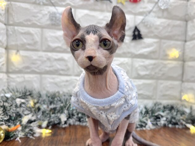 兵庫県のスフィンクス (ワンキャラット アミーゴ姫路飾磨店/2025年9月20日生まれ/女の子/ブラックホワイト)の子猫の2枚目の画像