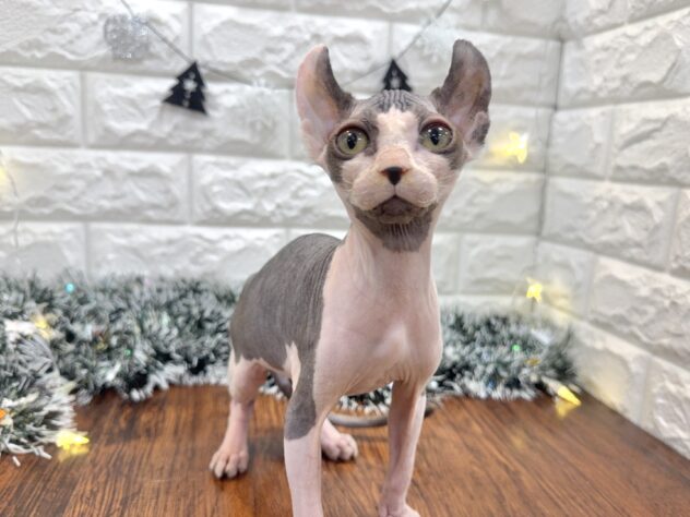 兵庫県のスフィンクス (ワンキャラット アミーゴ姫路飾磨店/2025年9月20日生まれ/女の子/ブラックホワイト)の子猫の3枚目の画像