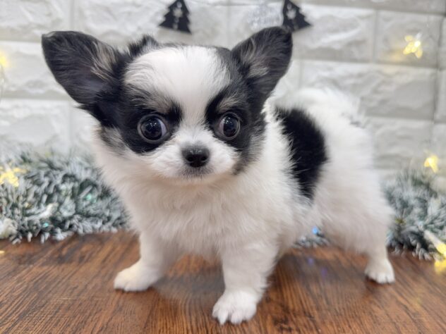 兵庫県のチワワ(ロング) (ワンキャラット アミーゴ姫路飾磨店/2025年10月30日生まれ/男の子/ブラックタンホワイト)の子犬の1枚目の画像