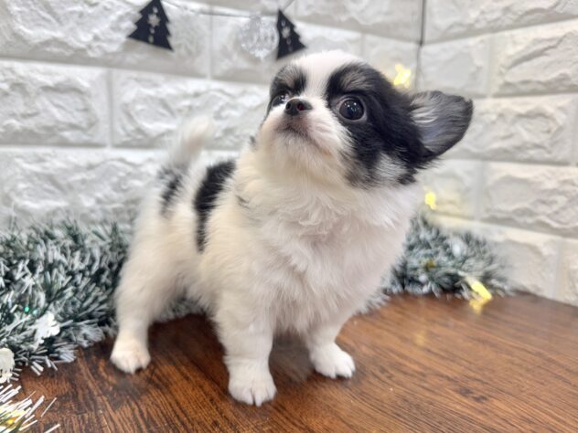 兵庫県のチワワ(ロング) (ワンキャラット アミーゴ姫路飾磨店/2025年10月30日生まれ/男の子/ブラックタンホワイト)の子犬の4枚目の画像