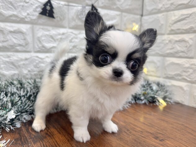 兵庫県のチワワ(ロング) (ワンキャラット アミーゴ姫路飾磨店/2025年10月30日生まれ/男の子/ブラックタンホワイト)の子犬の2枚目の画像