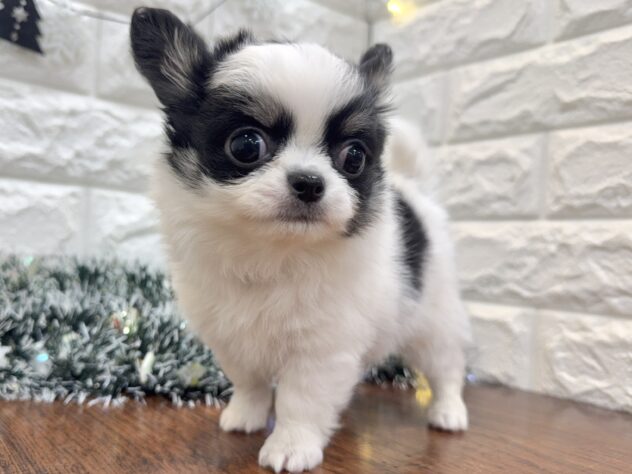 兵庫県のチワワ(ロング) (ワンキャラット アミーゴ姫路飾磨店/2025年10月30日生まれ/男の子/ブラックタンホワイト)の子犬の3枚目の画像