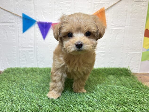 宮城県のハーフ犬・ミックス犬 (アミーゴ仙台富沢店/2025年10月21日生まれ/女の子/レッド)の子犬