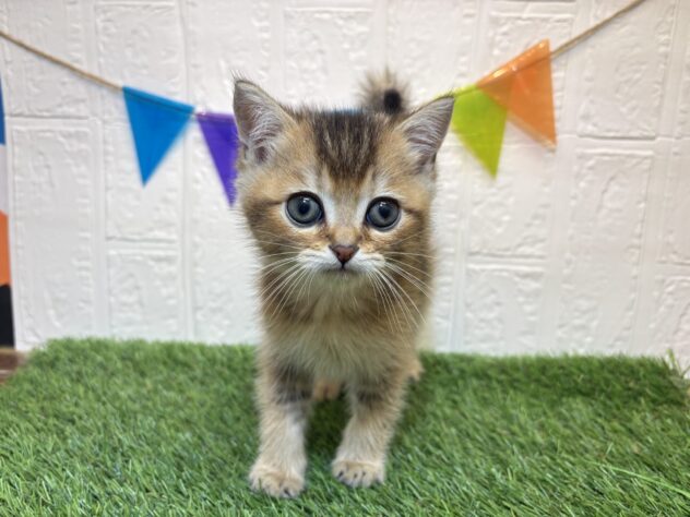 宮城県のブリティッシュショートヘアー (アミーゴ仙台富沢店/2025年10月23日生まれ/女の子/ブラック/ゴールデン)の子猫