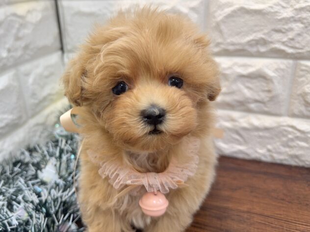 兵庫県のハーフ犬・ミックス犬 (ワンキャラット アミーゴ姫路飾磨店/2025年10月24日生まれ/女の子/クリーム)の子犬